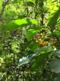 廣東版武功山|惠州大南山徒步攻略