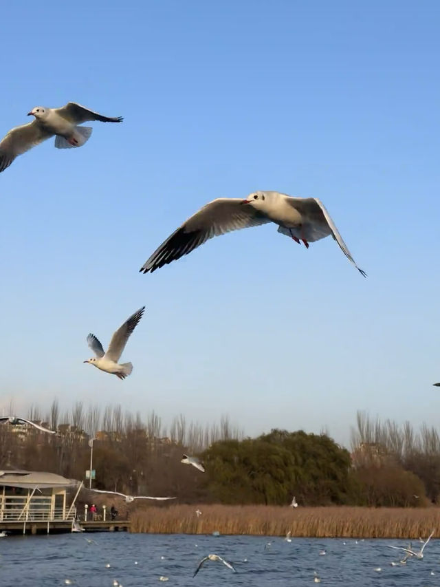 大草原與鋼鐵之城的碰撞！包頭3大必打卡地標暴走指南
