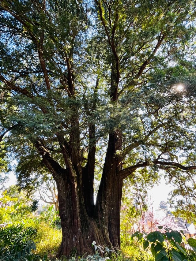 世遺翁基古寨~在景邁山千年布朗古寨,賞夕陽晚霞 世遺翁基古寨~在景邁山千年布朗古寨,賞夕陽晚霞