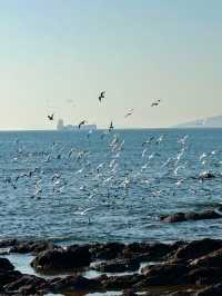 青島冬日元氣旅拍：與西伯利亞海鷗撞個滿懷