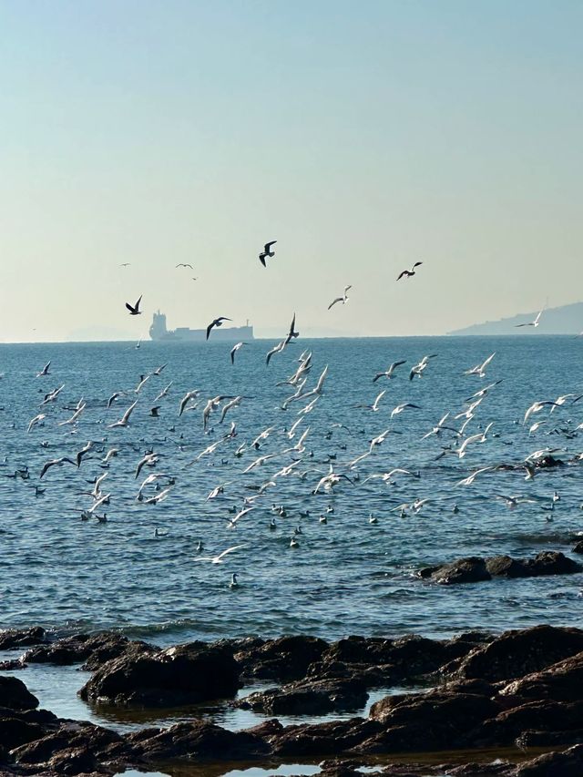 青島冬日元氣旅拍：與西伯利亞海鷗撞個滿懷