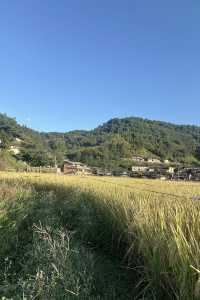 沉浸800年古村的曬秋畫卷與人間煙火