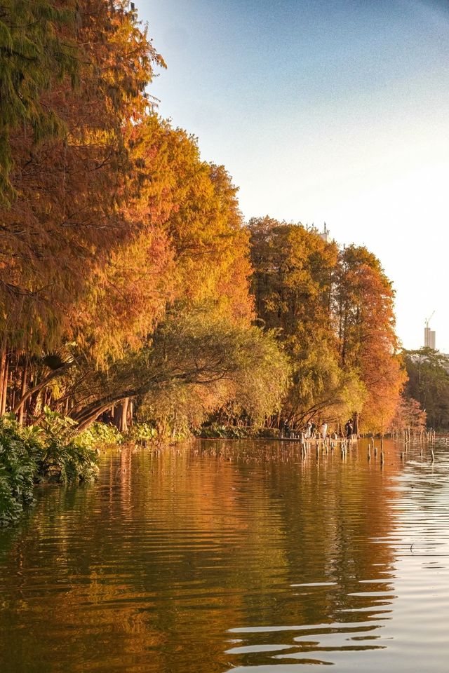 深圳追一場秋日童話