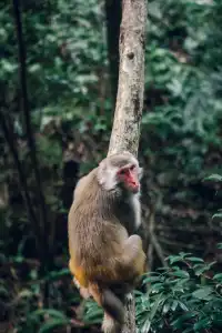 旗山森林公園徒步偶遇猴哥!20km古道+網紅