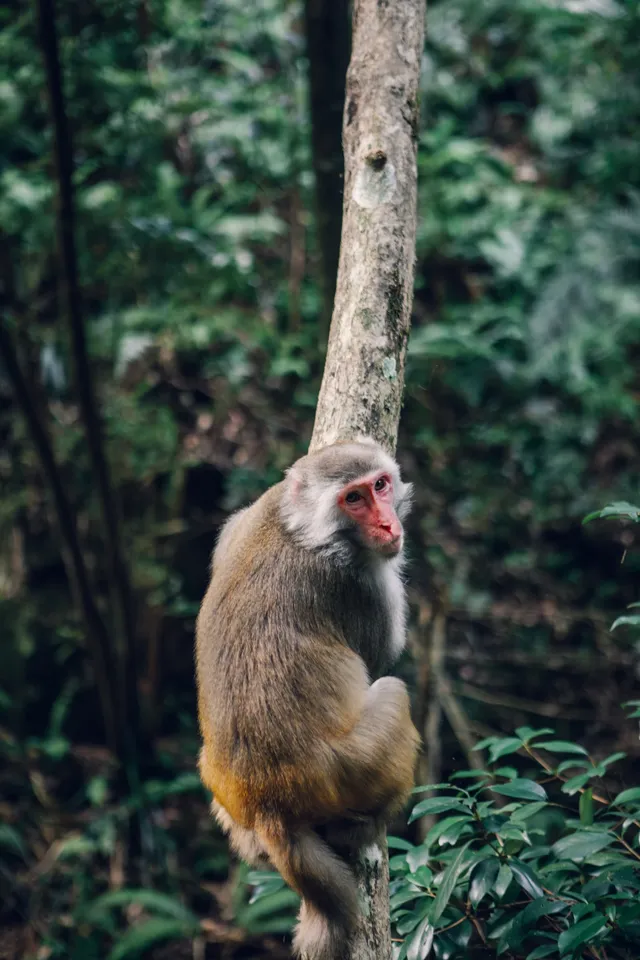 旗山森林公園徒步偶遇猴哥!20km古道+網紅 旗山森林公園徒步偶遇猴哥!20km古道+網紅