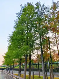 長沙免費遛娃地湘江江灘公園太香了