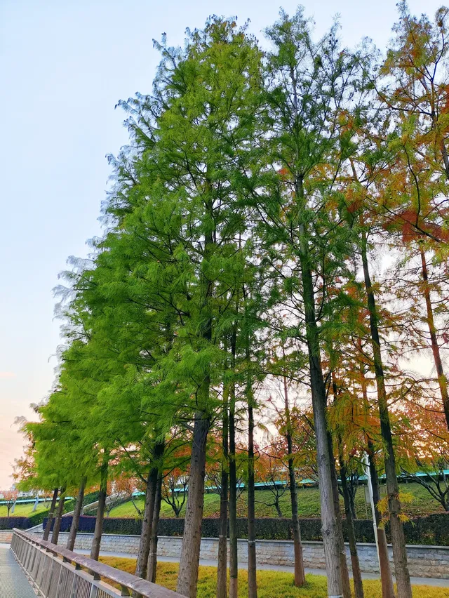 長沙免費遛娃地湘江江灘公園太香了 長沙免費遛娃地湘江江灘公園太香了