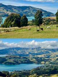 新西蘭天才設計師!是誰偷走了我的生活啊啊啊!