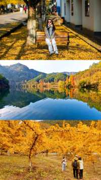 人均300自駕韶關南雄賞銀杏泡溫泉