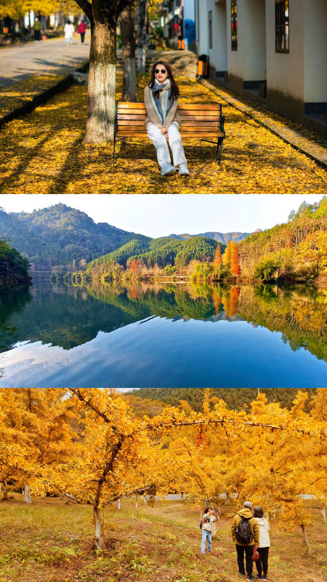 人均300自駕韶關南雄賞銀杏泡溫泉 人均300自駕韶關南雄賞銀杏泡溫泉