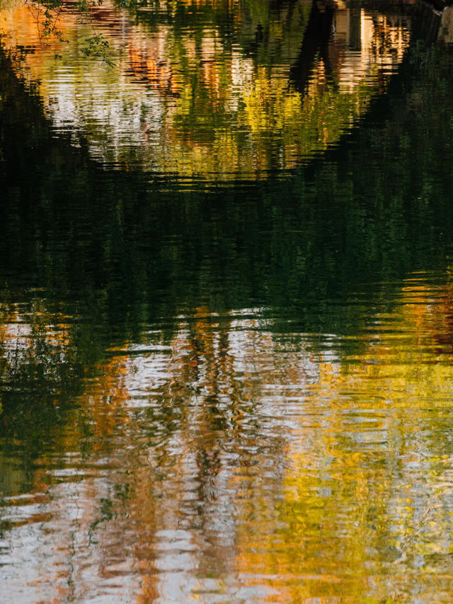 在濮院 | “樹樹皆秋色，波波成畫屏”