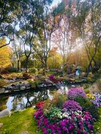 上海秋日頂流!共青菊花展免費衝人多真的有原因!