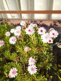 一草一木，皆是禪心