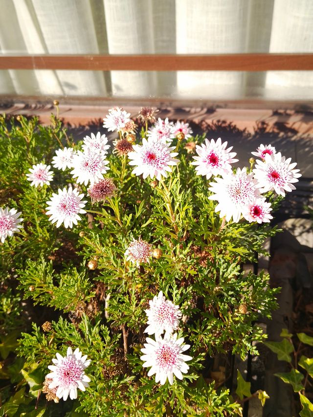 一草一木，皆是禪心