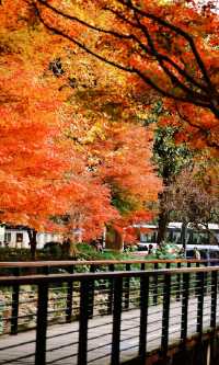 12.3上海超絕!延中綠地楓葉銀杏