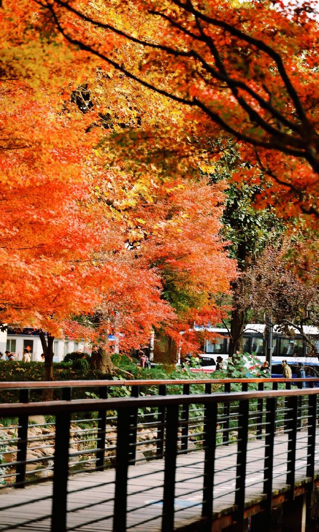 12.3上海超絕!延中綠地楓葉銀杏 12.3上海超絕!延中綠地楓葉銀杏