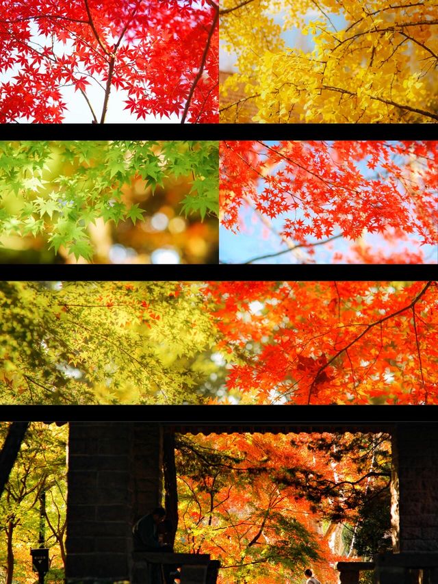 12.6速衝上海小眾公園的楓葉殺瘋了｜附攻略