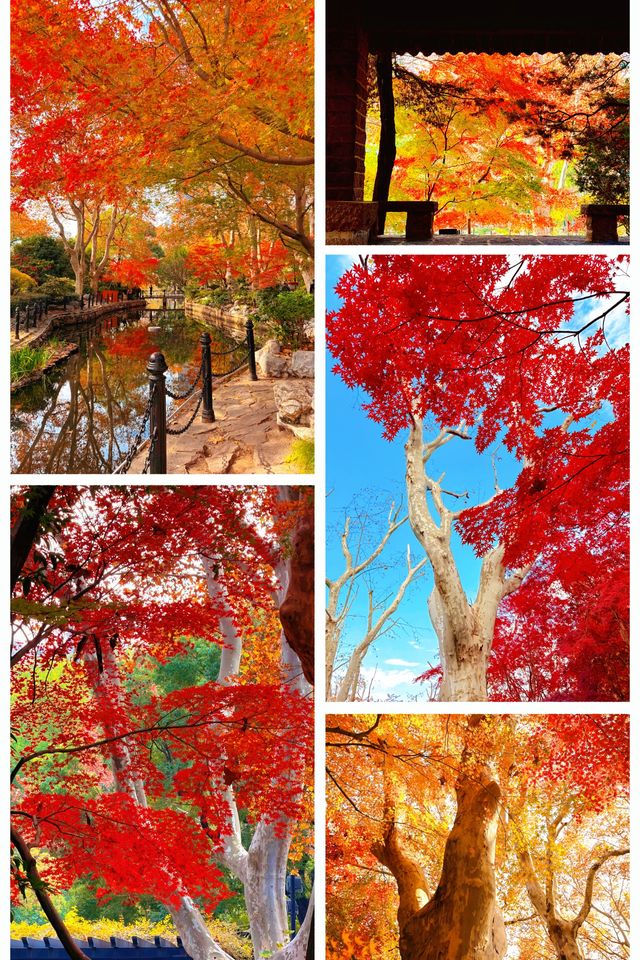 魔都限定秋色!魯迅公園賞楓全攻略錯過再等365天 魔都限定秋色!魯迅公園賞楓全攻略錯過再等365天