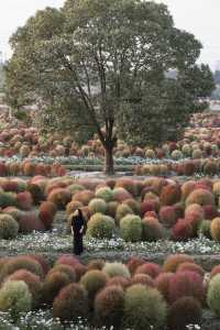 魔都不可錯過的深秋聖地！地膚草海美到窒息