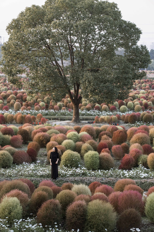 魔都不可錯過的深秋聖地！地膚草海美到窒息
