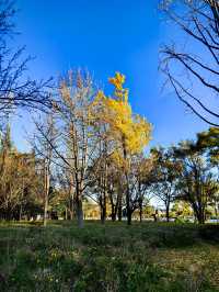 昆明大觀公園銀杏美
