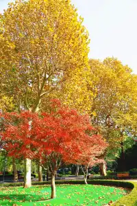 11.27這裡的絕美百年銀杏與梧桐沒人拍，快衝