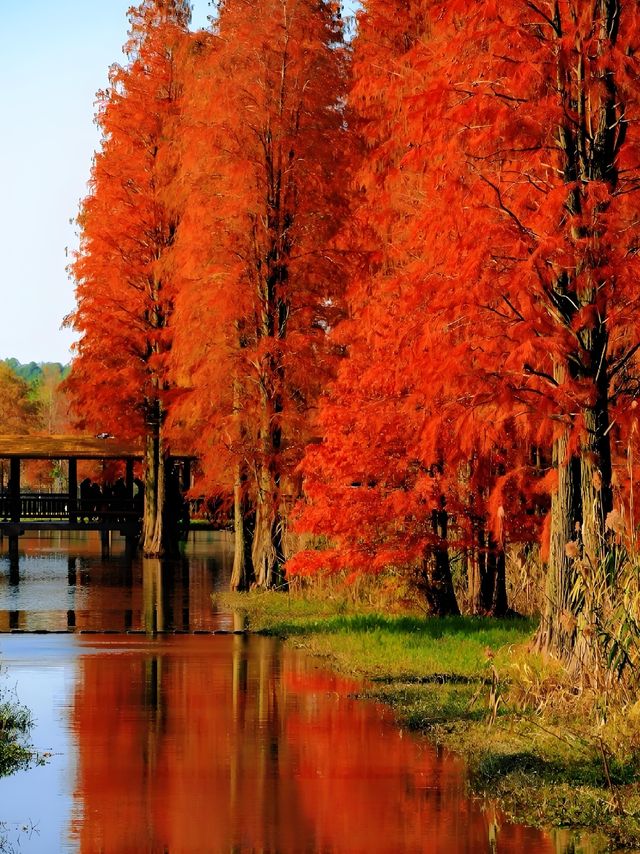 上海青西郊野公園水杉紅了I人必打卡的魔童話森林! 上海青西郊野公園水杉紅了I人必打卡的魔童話森林!