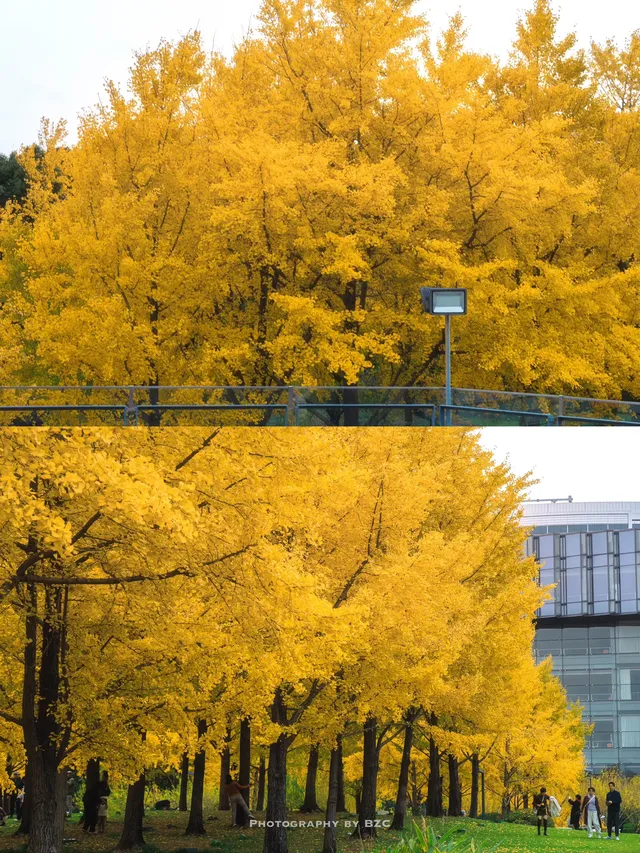 錯過等一年！世博公園銀杏濃度100%