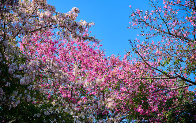 初冬植園粉韻濃:異木棉綴夢,暖居伴清歡 初冬植園粉韻濃:異木棉綴夢,暖居伴清歡