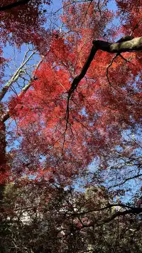 莫干山紅葉進度