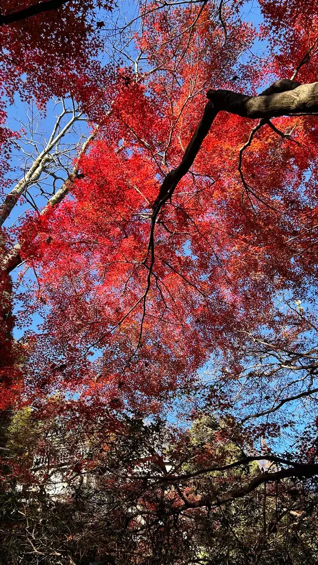 莫干山紅葉進度
