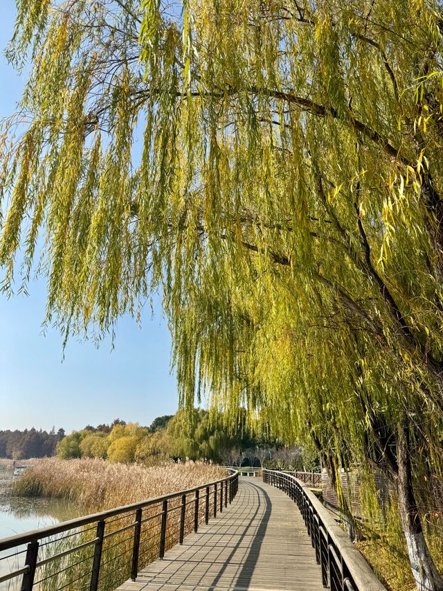 蘇州私藏秋日寶藏|太湖湖濱濕地公園,免費美到驚嘆 蘇州私藏秋日寶藏|太湖湖濱濕地公園,免費美到驚嘆