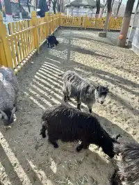 哈爾濱東北虎林園半日遊！！（內含攻略）