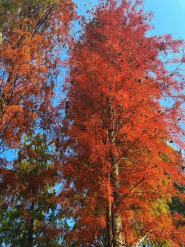 南寧青秀山|落羽杉 南寧青秀山|落羽杉