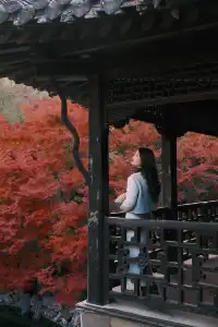 何園的雞爪槭，已經進入「高光時刻」