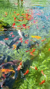 濟南五龍潭I live 這裡的泉水會“發光”