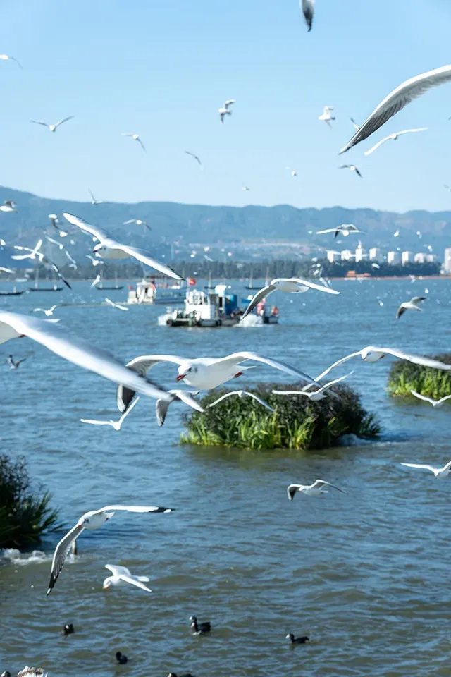 如果冬天只想去一個城市,那就是昆明 如果冬天只想去一個城市,那就是昆明