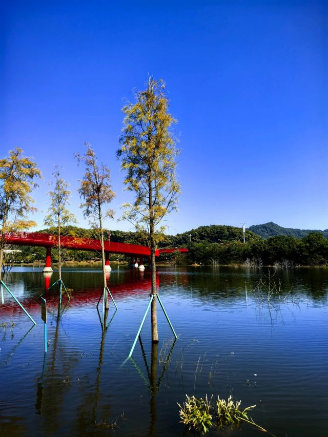 為什麼深圳人總在朋友圈曬這座虹橋？