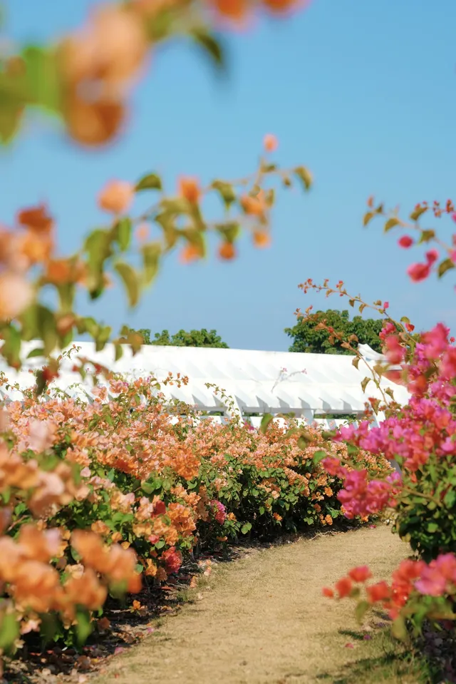 在廈門馬銮灣一起走三角梅花路啦! 在廈門馬銮灣一起走三角梅花路啦!