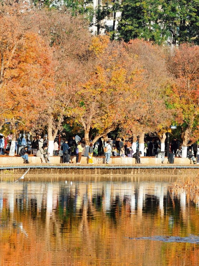 冬日限定！昆明翠湖與紅嘴鷗的浪漫邂逅