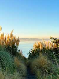 走進畫裡|滇池邊的樹與水與風都是自由的