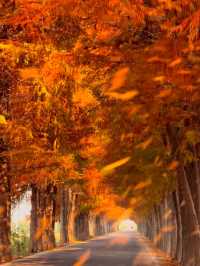 citywalk 狂喜藏在市區的金色森林