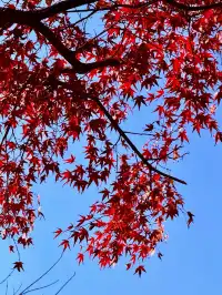 12.2live｜現實版莫奈油畫藏在武漢青山公園