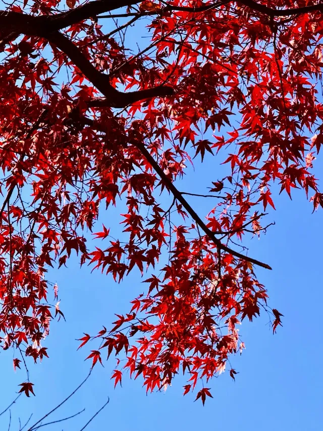 12.2live｜現實版莫奈油畫藏在武漢青山公園