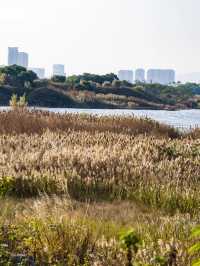 廈門秋冬限定！馬銮灣南岸蘆葦蕩，邂逅海邊的金色浪漫