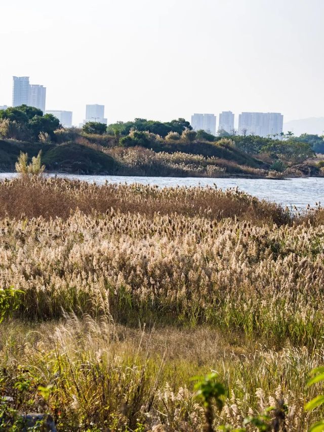 廈門秋冬限定！馬銮灣南岸蘆葦蕩，邂逅海邊的金色浪漫