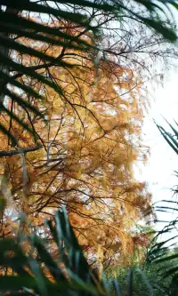 武漢東湖邊藏了個金色+鏽紅色的油畫秋天