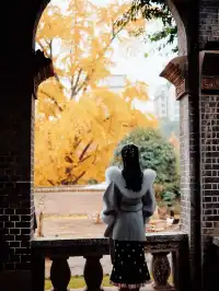 重慶銀杏|舉人樓今日實況,含「金」量超高!