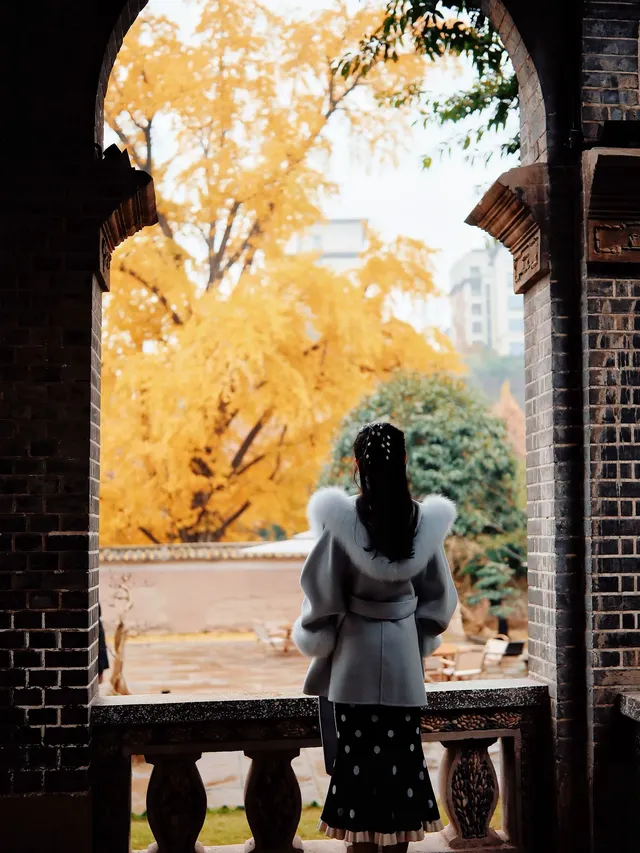 重慶銀杏|舉人樓今日實況,含「金」量超高! 重慶銀杏|舉人樓今日實況,含「金」量超高!