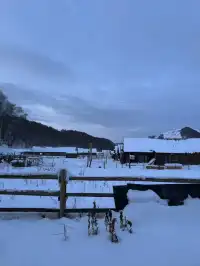 是誰在禾木住進了夢中情屋人均300+